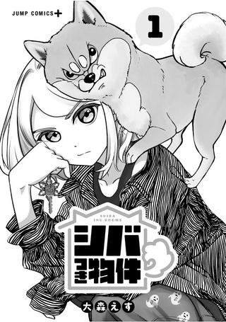 家里毛茸茸的柴犬灵