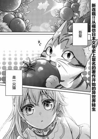 我是猫魔导师