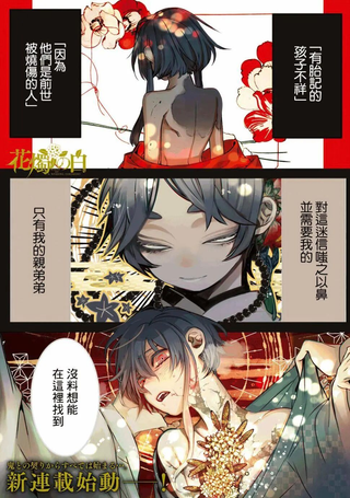 花烛之白