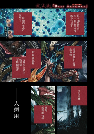 银莲花开之时