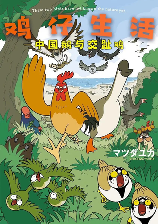 鸡仔生活