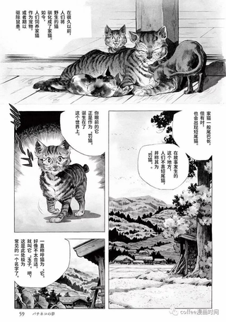 罚猫的梦想