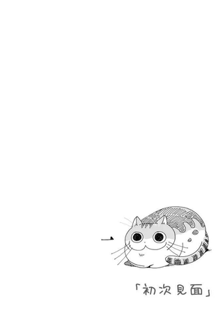 关于养猫我一直是新手