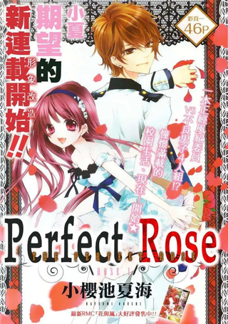 完美蔷薇Perfect Rose